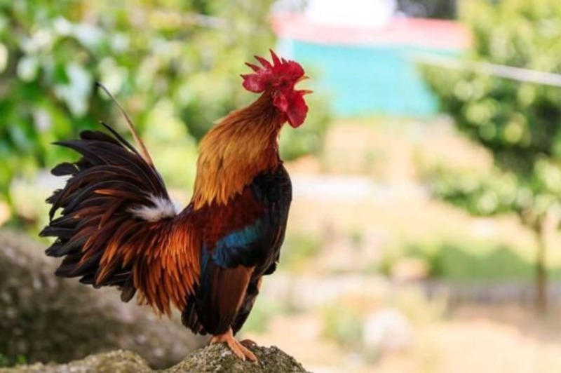 Đặc điểm tính cách của người sinh năm 1981